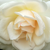 Biały  - Róża wielkokwiatowa - Hybrid Tea - Grand Mogul